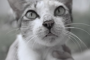 selective focus photography of grayscale cat