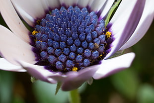 close-up photography of purple and white cluster petaled flower