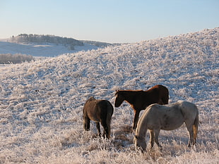one gray and two brown horses on white grass field