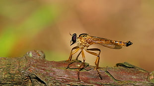 brown skimmer dragonfly HD wallpaper