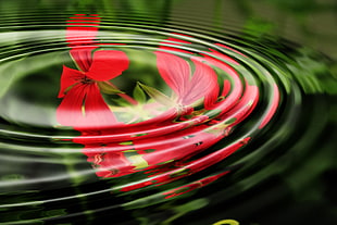 macro shot of water drop impact with red petaled flower reflection HD wallpaper