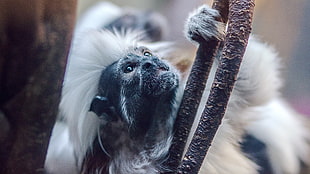 long-fur black and white monkey on tree