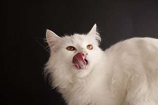 white cat, cat HD wallpaper
