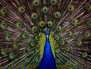 shallow focus photography of blue, brown and green peacock HD wallpaper