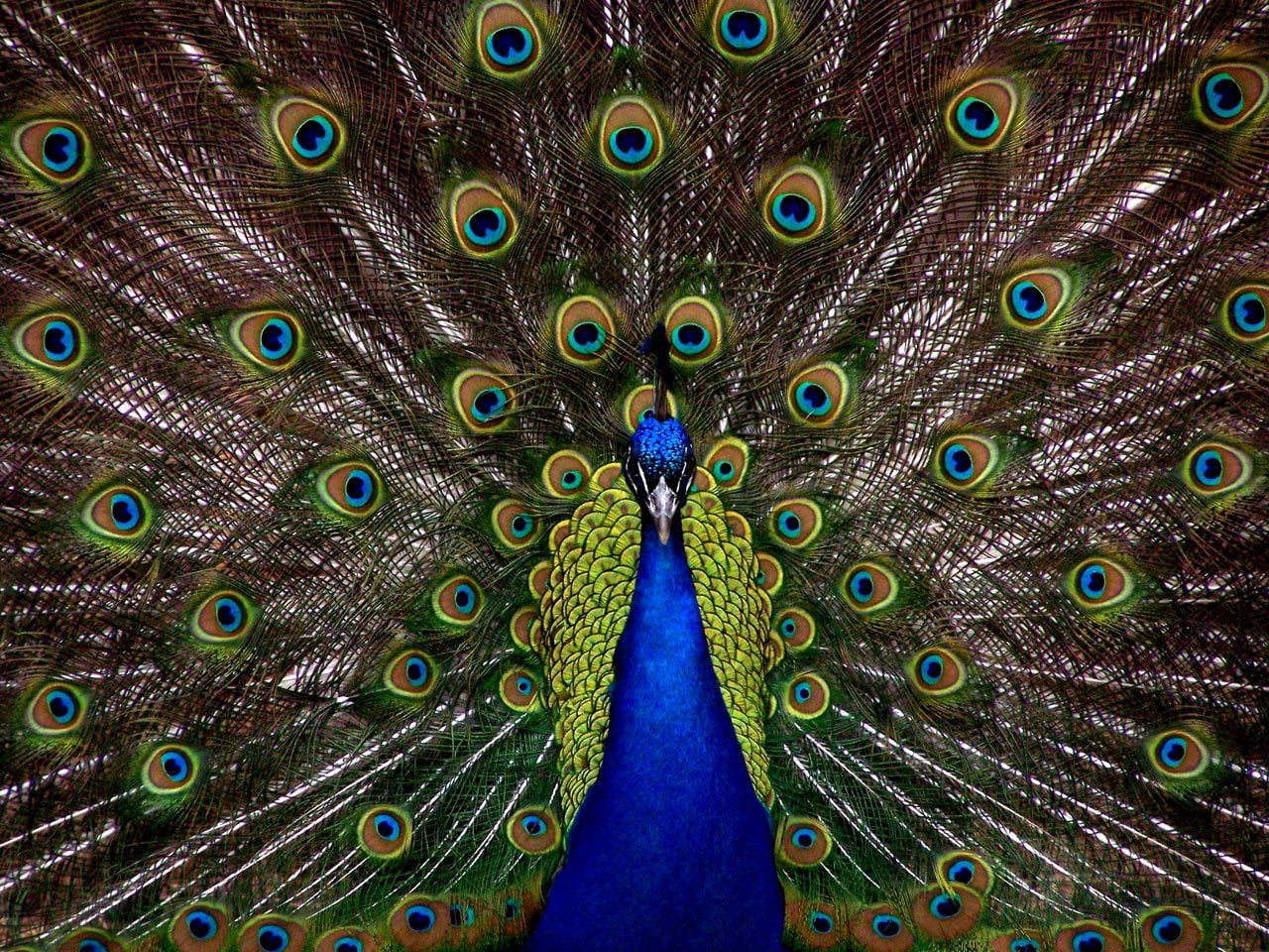 shallow focus photography of blue, brown and green peacock