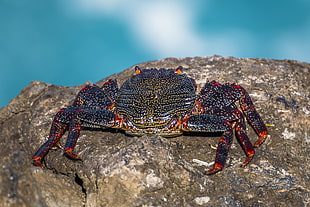 black and red crab