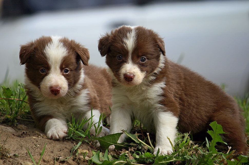 two brown-and-white puppies on grassfield closeup photo HD wallpaper