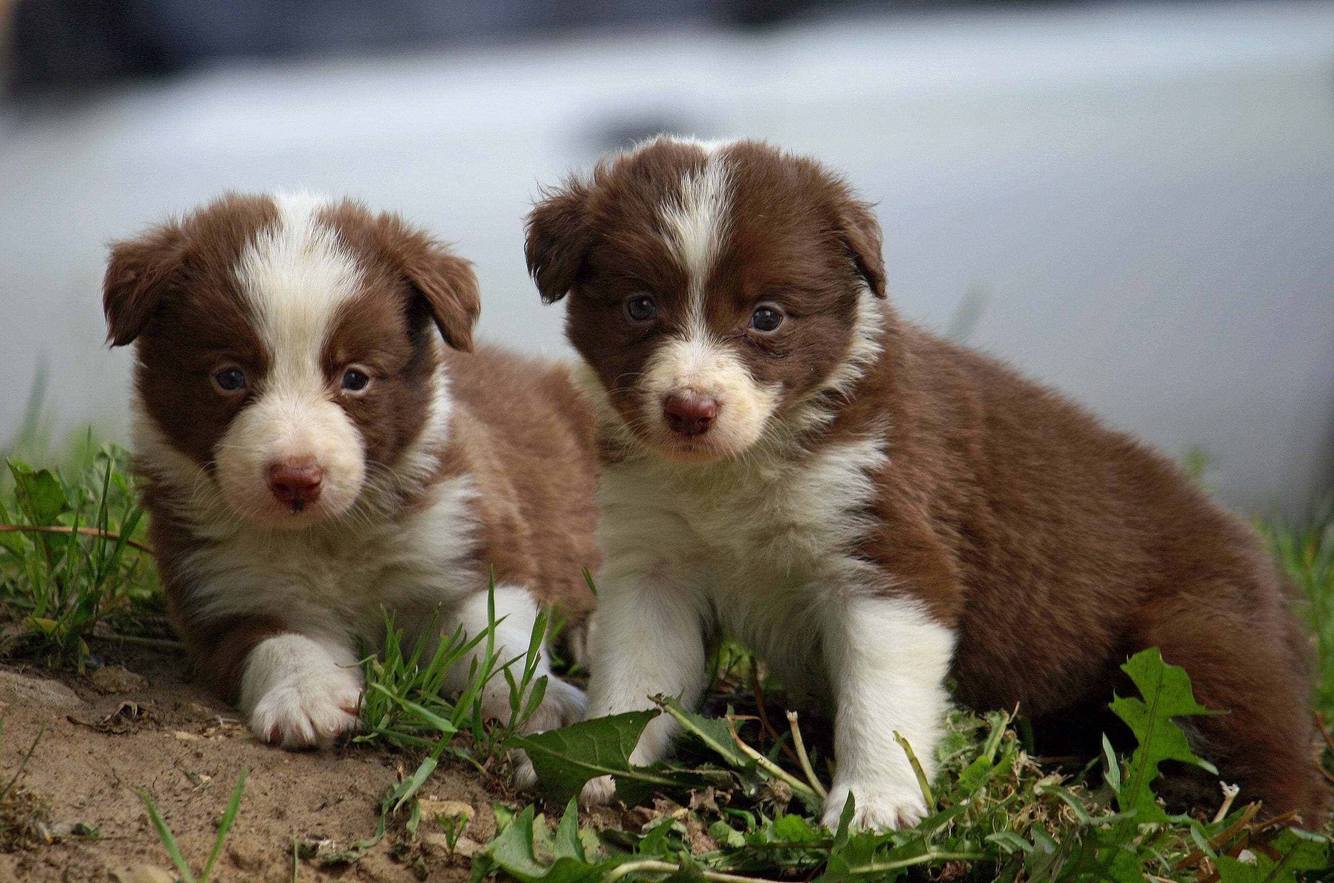 two brown-and-white puppies on grassfield closeup photo