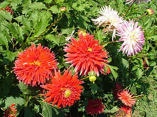 red and pink daisy flowers
