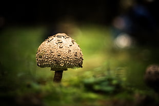 brown mushroom on closheup photography HD wallpaper
