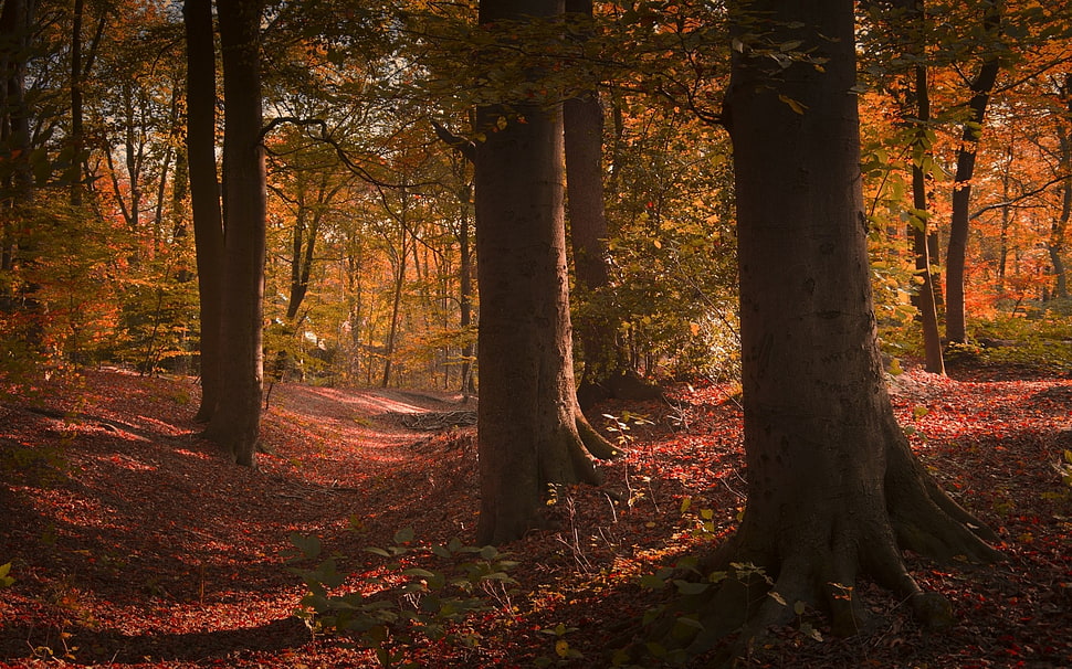 maple tree HD wallpaper