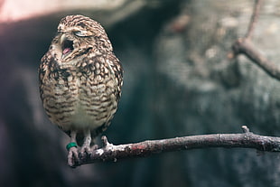 white and brown yawning owl standing on brown wood branch