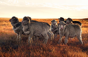 herd of gray sheeps HD wallpaper