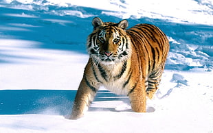 Bengal Tiger on field full of snow during daytime HD wallpaper