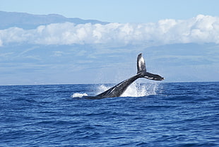 black whale submerged in blue ocean water during daytime HD wallpaper