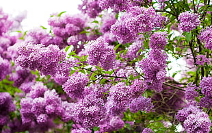 selective focus photography of purple petaled flowers
