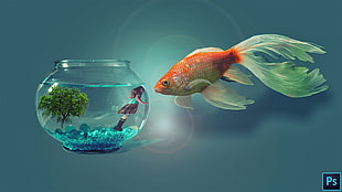 fish and fish bowl Photoshop digital wallpaper, digital art, artwork, photo manipulation