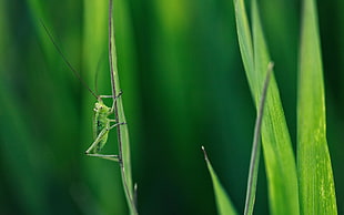 selective focus photography of green grasshopper on top of green leaf