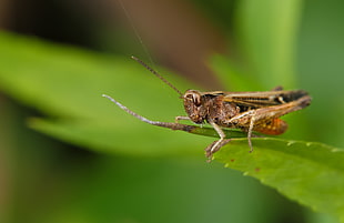 brown Grasshopper perching on green leaf in close-up photo HD wallpaper
