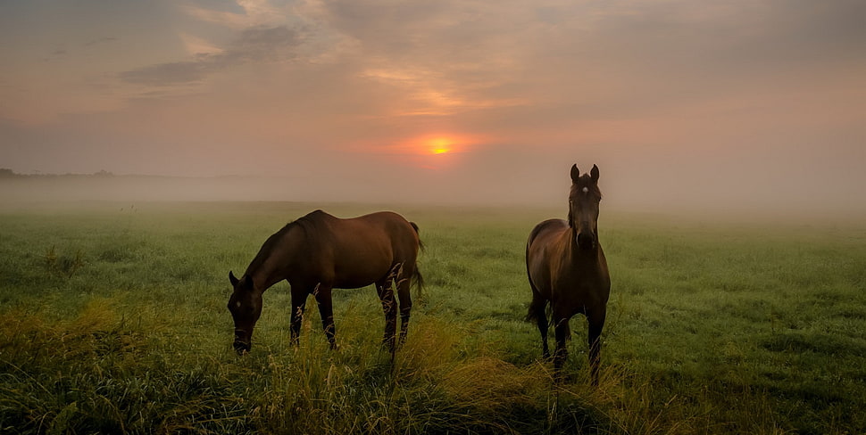 two brown horses, landscape, animals, mammals, horse HD wallpaper