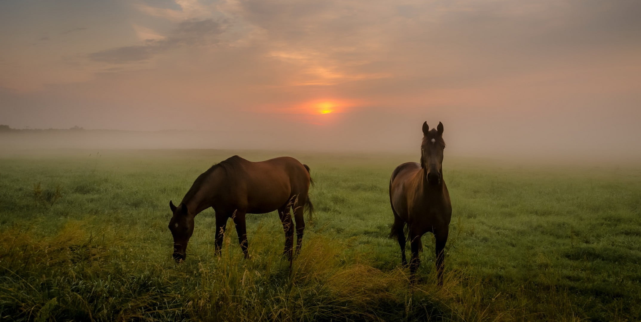 two brown horses, landscape, animals, mammals, horse