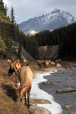 herd of Deer near river during daytime