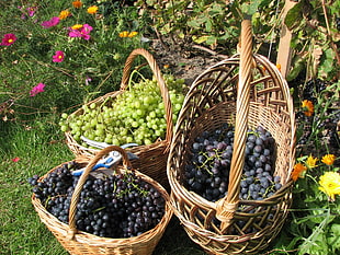 three brown wicker baskets with green and purple grapes