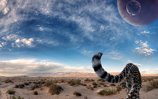 black and white jaguar walking on desert during daytime