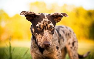 medium short-coated gray merle dog on focus photo