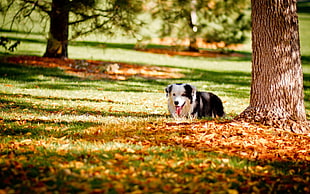 adult black and white border collie sits on ground near tree during daytime
