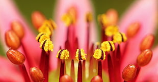 close up photo of pink flower, houseleek