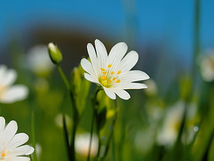 white flower, stellaria HD wallpaper