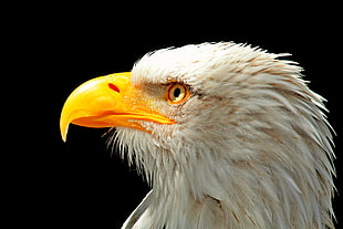 American Bald Eagle HD wallpaper