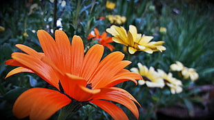 orange and yellow daisies