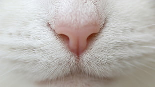 close view of a cat's nose and mouth HD wallpaper