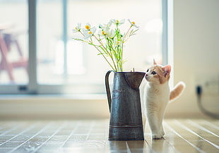 selective focus photography of cat neat pitcher with flowers