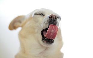 adult smooth Chihuahua showing tongue