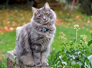 silver Tabby cat stands beside green leaf plant