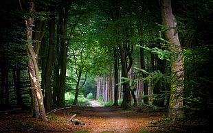 nature, landscape, fairy tale, path