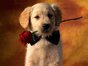 Golden Labrador Retriever puppy biting a red rose