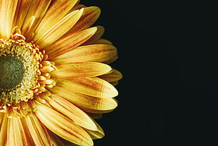 macro photo of yellow Gerbera flower