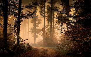 in to the woods wallpaper, forest, trees, path HD wallpaper
