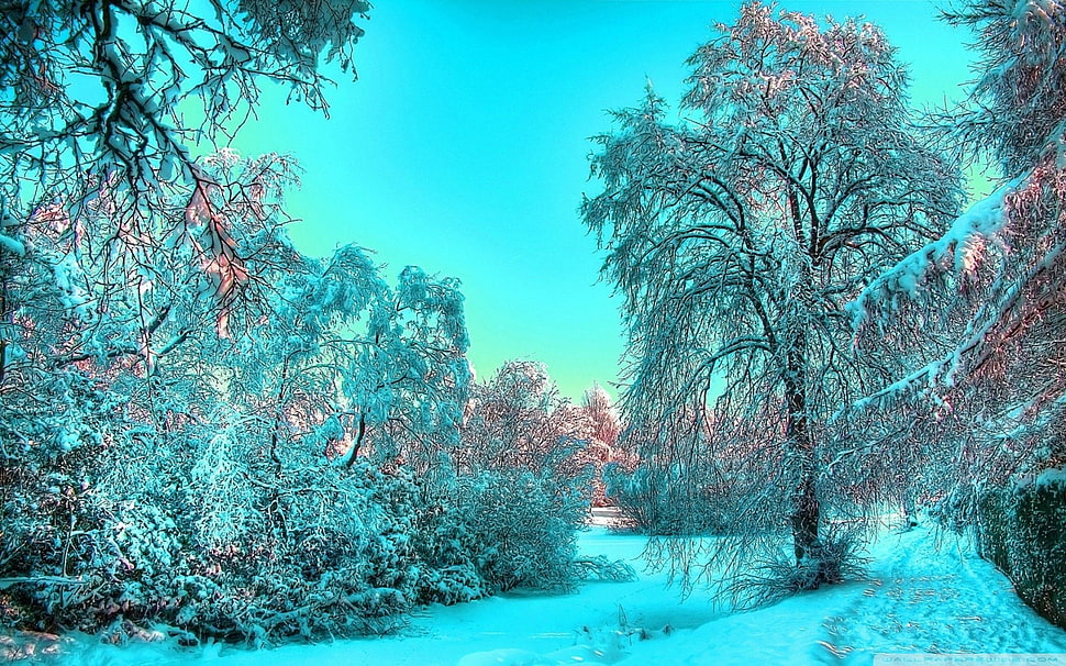 brown leafed tree and snow, winter, trees HD wallpaper