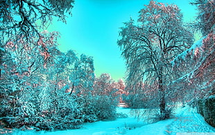 brown leafed tree and snow, winter, trees