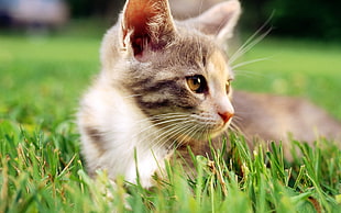macro photography of brown Tabby cat laying down on green grass