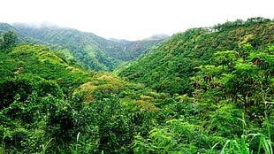 green mountain, Hawaii, Maui, tropical forest, tropics HD wallpaper