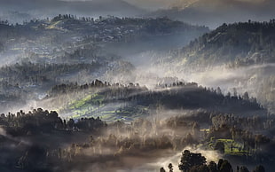 green trees, nature, landscape, mist, village HD wallpaper