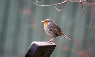 gray and yellow short-beak bird on top of brown surface, robin