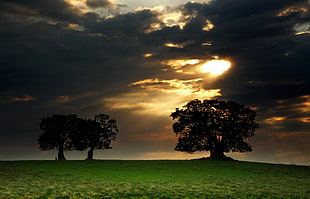 three tree on grass field during sunlight HD wallpaper