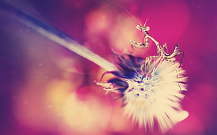 white Dandelion flower with Praying Mantis photography